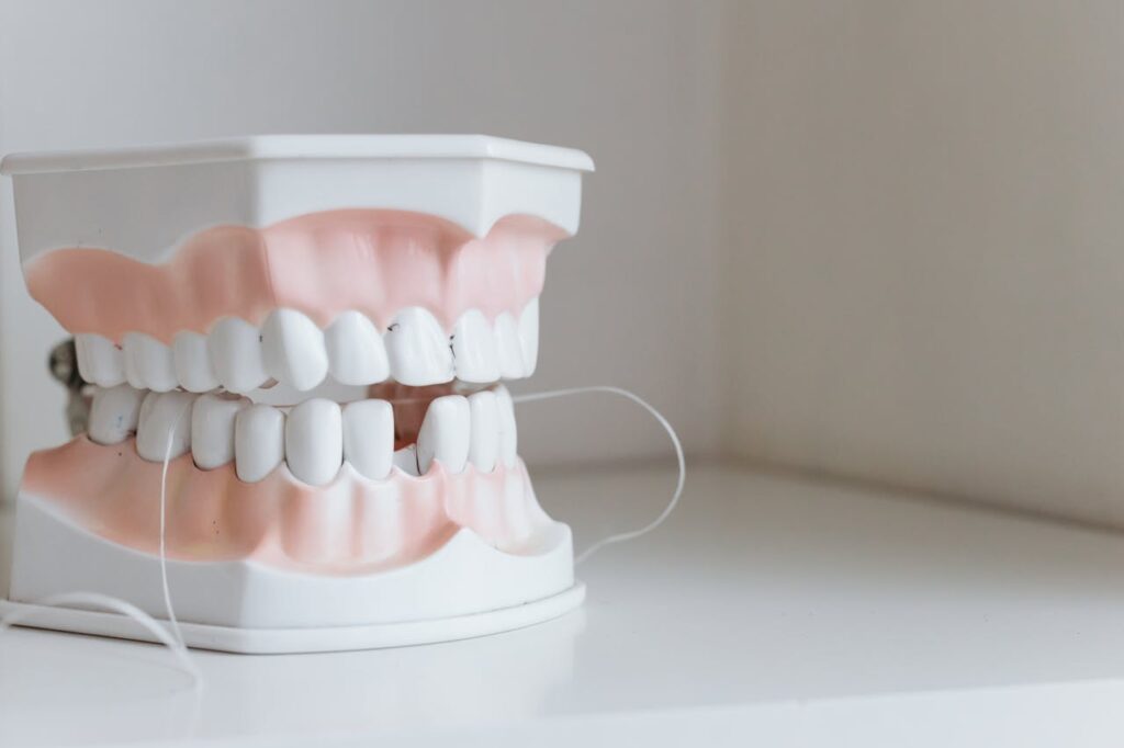 Close-up of a dental model with floss, symbolizing oral hygiene and dental care.